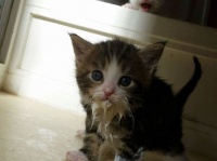 お口のまわりに食べ物がついてる猫のかわいさとクリーチャー感を存分に味わうの会