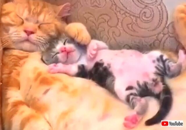 cutedittenscutest9_640