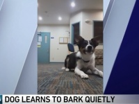 ささやき声を習得した犬が話題に【映像】