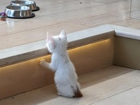 何気ない日常を思い出させてくれる動物たちの愛すべき仕草