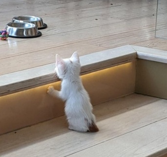 何気ない日常を思い出させてくれる動物たちの愛すべき仕草