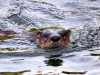 戻って来た！絶滅したはずのカワウソが発見され証拠映像がとらえられる
