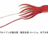 いのちのたび博物館プレスリリースより