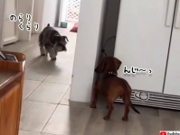 早く見つけてほしすぎて。犬と犬のかくれんぼゲームがかわいい