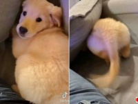 「犬なんていらないよ」なんて心にもないことを口走ったパパ、実は毛布の下で愛犬とイチャコラしてた