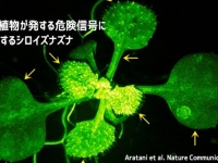 植物が他の植物が発したメッセージを受け取る瞬間をとらえることに成功