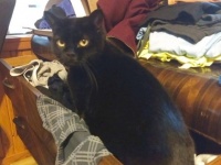 絶対ワザとだろ！人間が集中して作業をするとあえて邪魔しにくるふしのあつ猫あるある