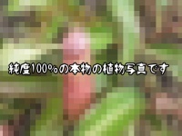 絶対コラだわ！あまりにもアレに似すぎているとネットをザワつかせた植物の画像。だがリアル度100％だった件