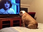 “ホラー映画”に反応するブルドックが心優しかった件