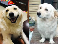 ボクを置いていっちゃうんだ...飼い主が仕事に出かけようとすると「子犬の目」で寂しそうに見つめる犬