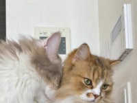 〝猫吸い〟満喫したいのは人間だけじゃないらしい　魅惑の光景に1.9万人うっとり