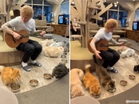 猫好きエド・シーラン、日本の猫カフェを10年ぶりに訪問