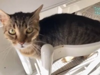 朝の5時。愛猫が飼い主を起こしに来た。一大事が起こったようなので、その後について行ってみた結果