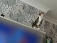 愛猫がシーリングファンに大ジャンプ！「だって、飛べると思ったニャ…」などと供述しつつも旋回してしまう