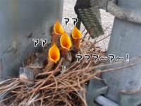 ヒナドリのさえずりが、レッド・ツェッペリンの「移民の歌」と完全に一致していた件