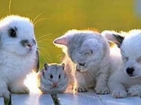 人間の目線で「美しくかわいい動物」の保護が優先されるのは生態系に悪影響を及ぼす（カナダ研究）