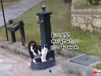 「ニンゲン、蛇口ひねれ」水が飲みたい猫が人間に指示（トルコ）