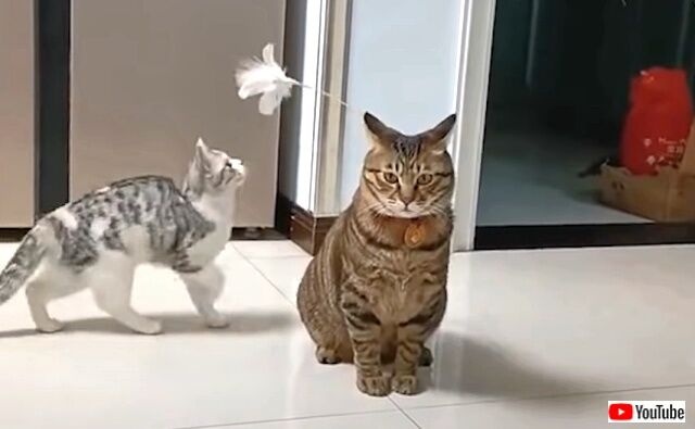 何度でも笑顔になっていいんだよ！猫たちのキュートで愉快な所業を思いっ切り詰め合わせてみた
