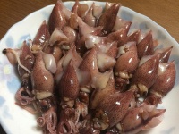 ホタルイカ（Ippei Suzukiさん撮影、Flickrより）