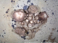 北極の深海で死骸を食べて繁殖、300年以上生きる海綿動物が発見される