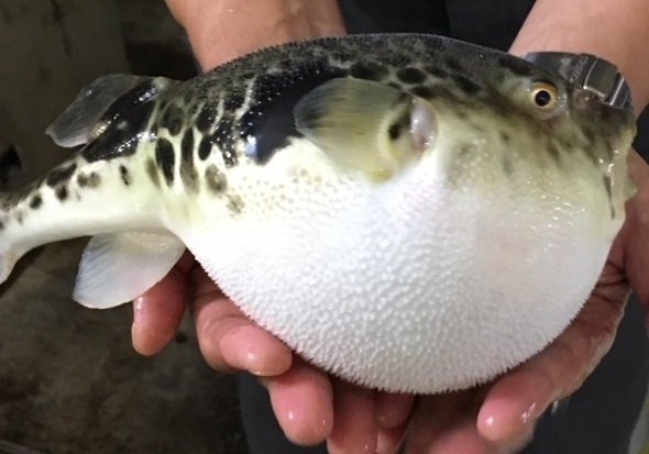 鶯宿温泉で養殖されたトラフグ（画像提供：秋田共栄観光）