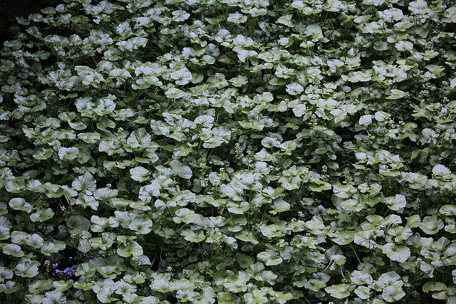 WASABI field / Wasabia japonica / 山葵田(ワサビだ)