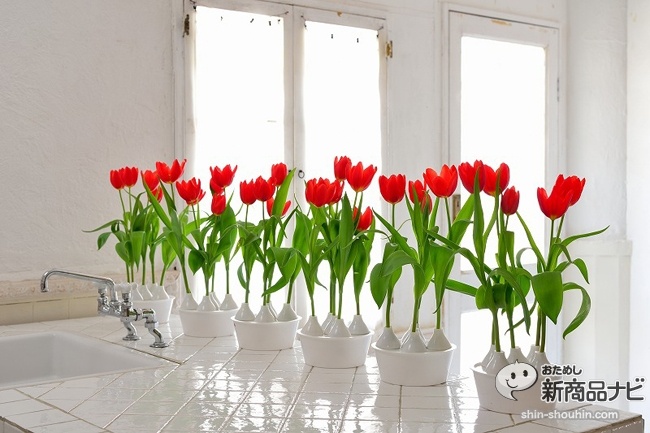 winter tulip_08
