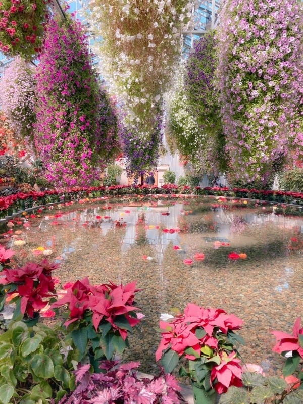 【メルヘン】夢のようなお花畑が日本にもあった！　「おとぎ話の中に入ったかのよう」「楽園じゃん」とツイ民も大興奮