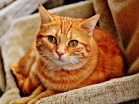 猫は最高の癒し。イギリスの独身男性の3分の1が「猫を飼ったことは今までしたことの中で最高のこと」と回答