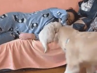 飼い主の隣でどうしても寝たい大きな犬。だけどそこにはすでに小さな犬が...そこで大きな犬はラブリーな方法を考えた