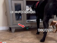 狭いところは私に任せて！困っている大型犬を助けに来た小型犬
