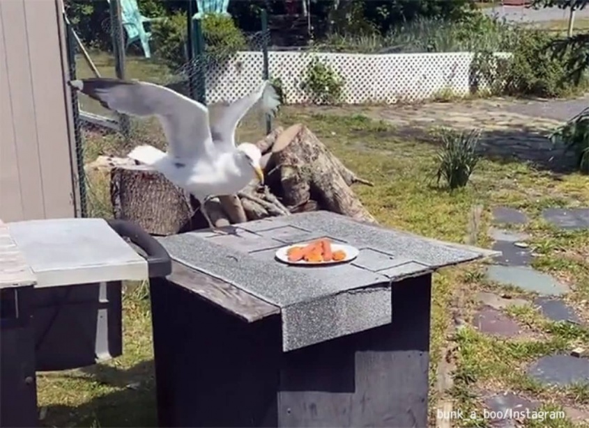 1本脚のカモメの為に庭先にカフェをオープン、6年間交流を育む女性