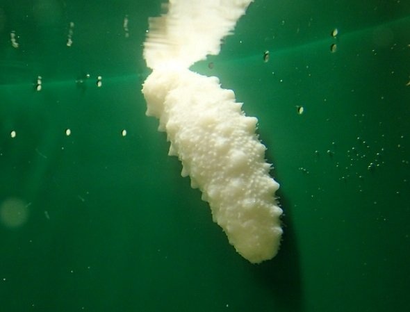 子年の新春に、白い海鼠（ナマコ）を（画像提供：志摩マリンランド）