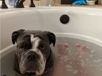 裸の付き合いがしたいねん。毎回お父さんと一緒にお風呂に入りたがる犬（アメリカ）
