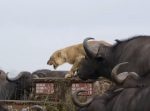 やはり数には勝てない…！　百獣の王ライオンが水牛の群れの中で孤立状態。