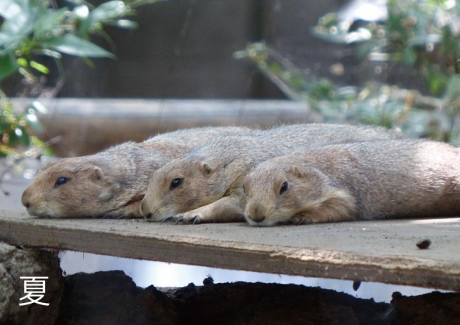 夏は暑そう（写真は(公財)東京動物園協会提供）