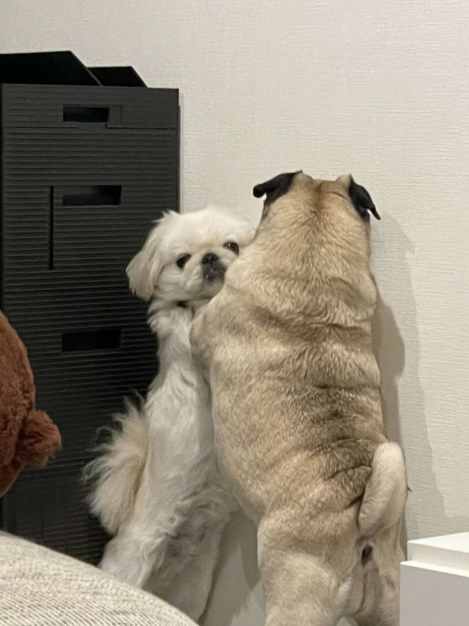 見つかっちゃった（画像はよこむすび（＠yokomu_subi）さん提供）