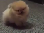 子犬のポメラニアン渾身の怒り！　だが、可愛すぎる