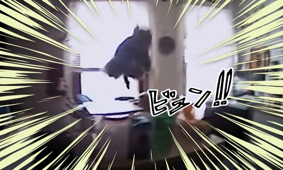 民家に押し入りクッキーを盗んだリス、警察官が駆け付け取り押さえようとしたところ、まさかの顔面アターック！！