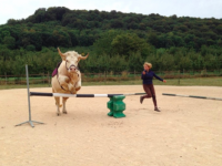 食肉用の牛だったけど、馬としての厳しい訓練をクリア。馬化まったなしで馬術競技もこなせるようになったウシ（フランス）