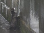 取り残されたネコを助け出せ！　長崎県の川で“レスキュー作戦”が敢行される