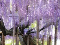 春に見ごろを迎える藤の花（画像はイメージ）