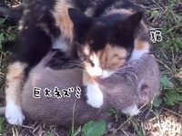 猫と巨大ネズミが仲良くじゃれあうやさしい世界