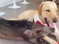 ある日リビングにウリボウが！自分を犬だと思っているイノシシと暮らす日常的風景