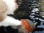 仲良さそう！　水辺の猫が鯉とじゃれあう様子にほっこり。