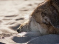浜辺で海を見続けている犬。漁に出て帰らぬ人となった飼い主を待ち続けていた