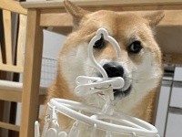 「お、お手伝いをしようと思ってですね...」　イタズラを目撃された柴犬の「おとぼけフェイス」が可愛すぎる