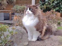 愛猫「この風がたまらん！やめられん！」嵐の中、強風を堪能するラグドールたち