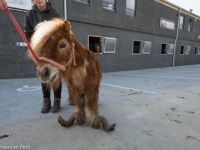 10年以上もの間、飼育放棄され続けたポニー。そのひづめは大変なことになっていた。