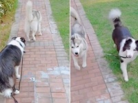 みんな違ってみんないい！ハスキーとボーダーコリーの違いを物語るシーンが話題に